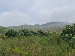 Leucospermum conocarpodendron